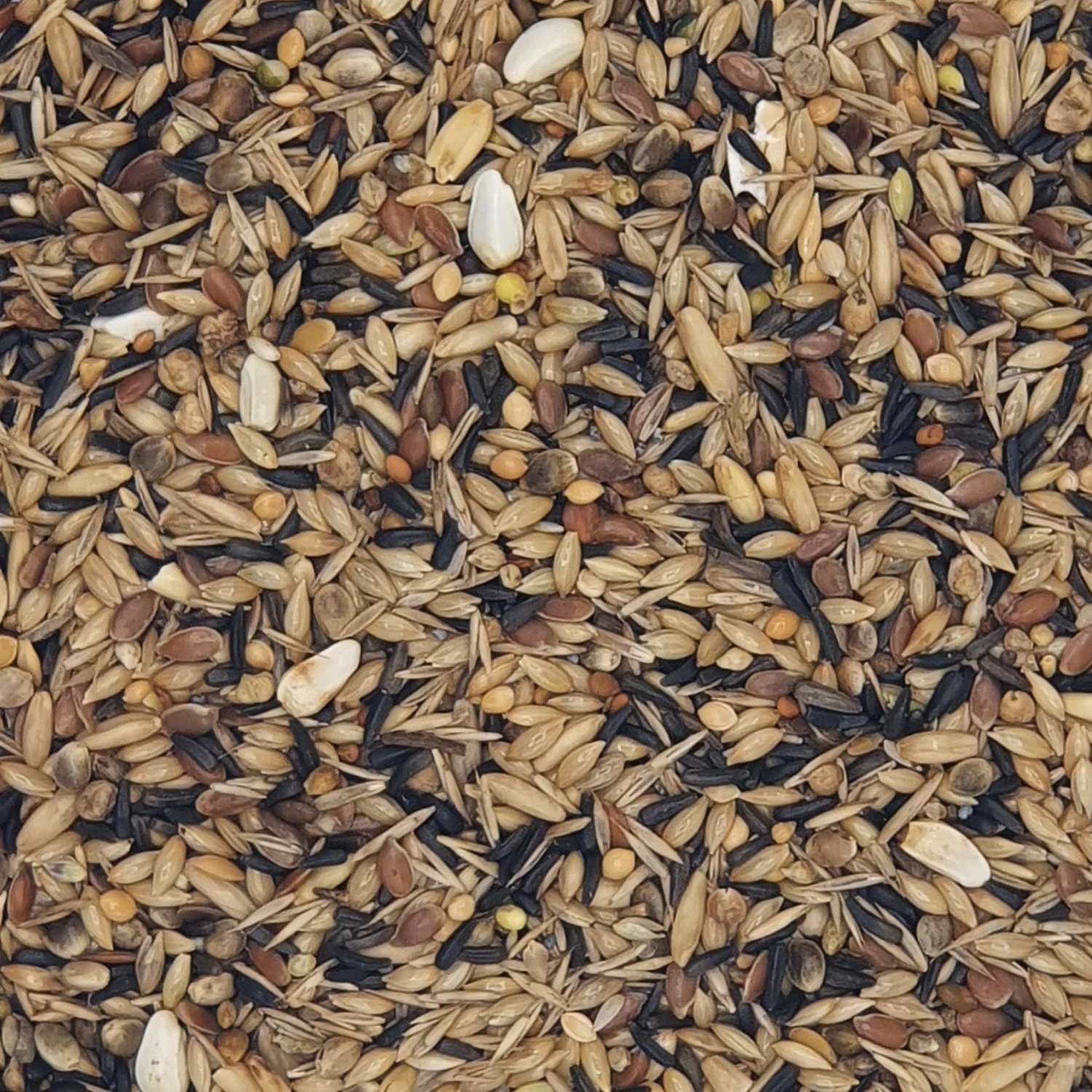 Versele Waldvögel Zucht Ohne Rübsen Prestige 20kg 1 Versele Waldvögel Zucht Ohne Rübsen Prestige 20kg