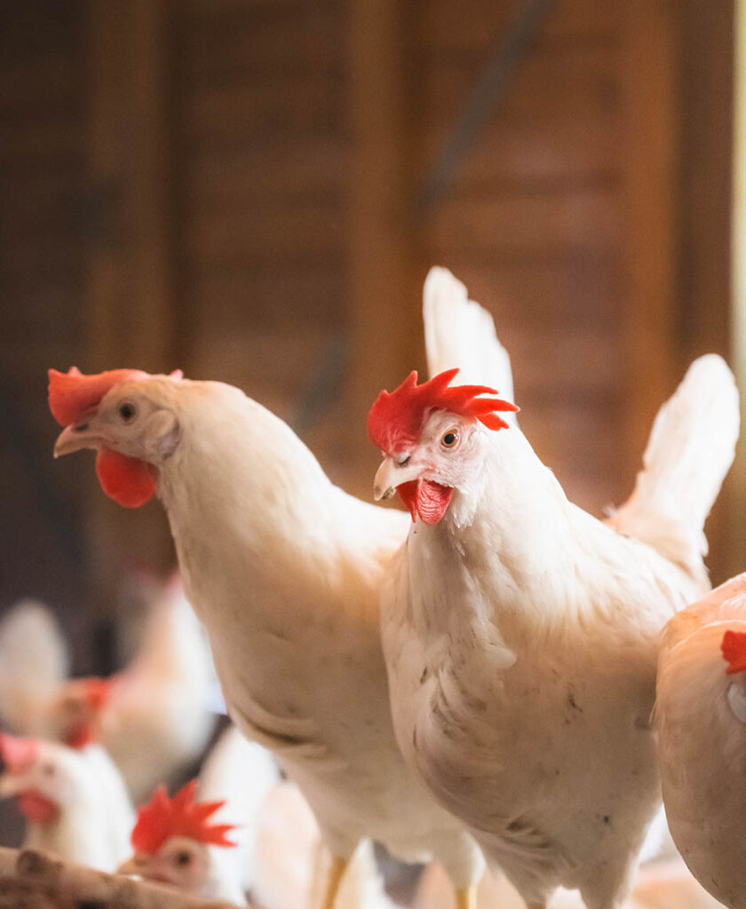 Mühle Gladen Haustier Verkaufsgeschäft -Mühle Gladen Haustier Verkaufsgeschäft Nachhaltigkeit vertikal weiss 840x1024 1