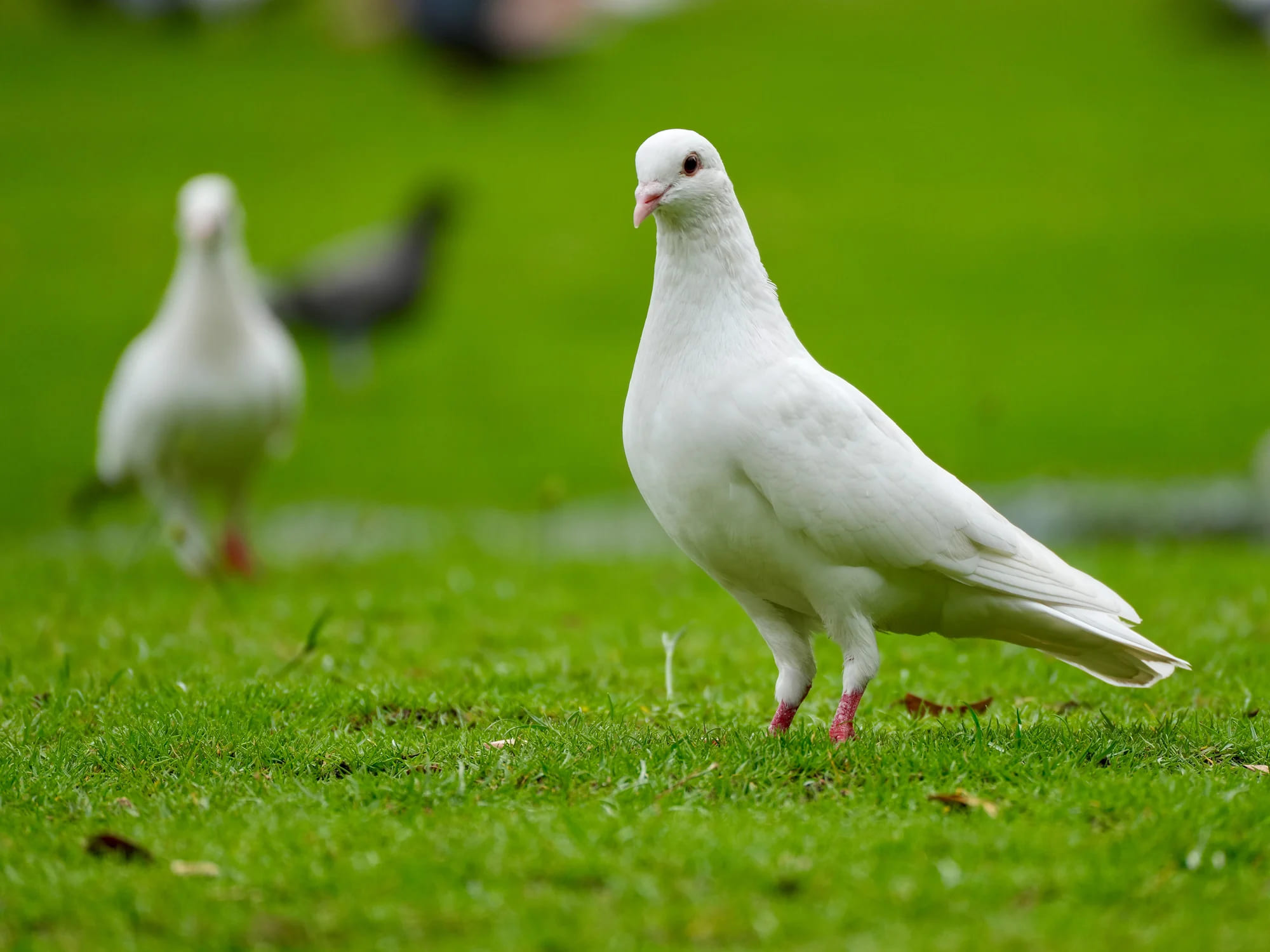Mühle Gladen Haustier Verkaufsgeschäft -Mühle Gladen Haustier Verkaufsgeschäft bocau