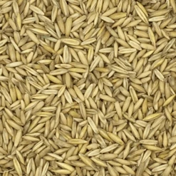 VERSELE-LAGA Hafer Derby - Versele 25kg