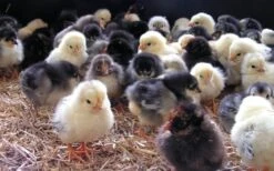 Havens Start-Premium - Kükenkorn 25kg -Mühle Gladen Haustier Verkaufsgeschäft kken