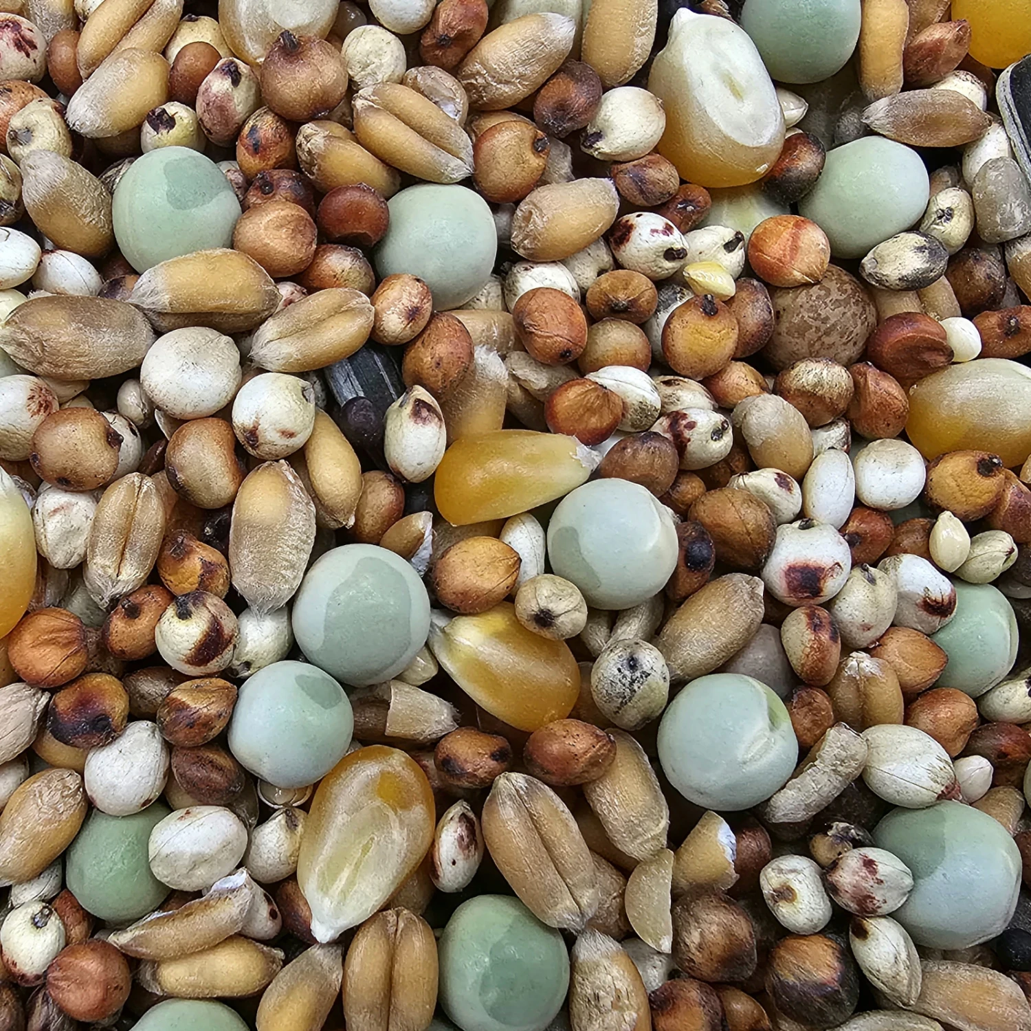 Paloma Nr.49 Super Zucht U. Jungt. Mit Mais 25kg 1 Paloma Nr.49 Super Zucht U. Jungt. Mit Mais 25kg