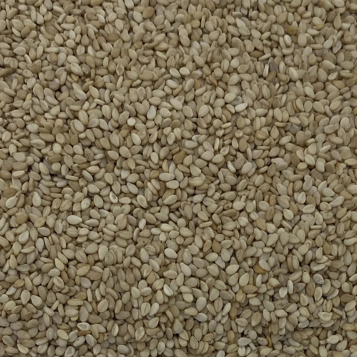 Sesamsaat - Vanrobaeys 25kg 1 Sesamsaat - Vanrobaeys 25kg