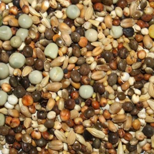 Spinne Rasse K - Kurzschnäbler 25kg 1 Spinne Rasse K - Kurzschnäbler 25kg