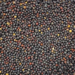 VERSELE-LAGA Rübsen - Versele 25kg