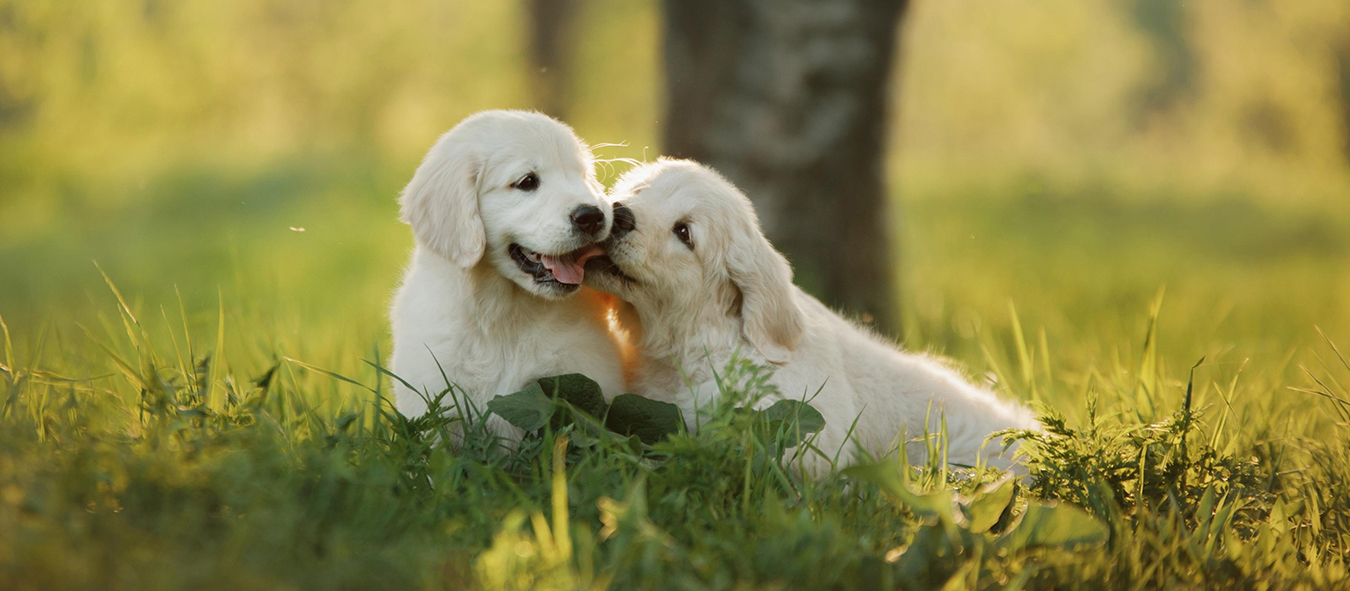 Mühle Gladen Haustier Verkaufsgeschäft -Mühle Gladen Haustier Verkaufsgeschäft zwei golden retrieverwelpen im gras qf
